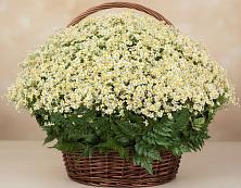 Цветочная композиция из Ромашки в корзине #REPLACE_PRED# Ленино Республика Крым